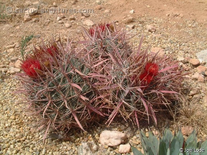 Ferocactus gracilis v. coloratus Dscf0642